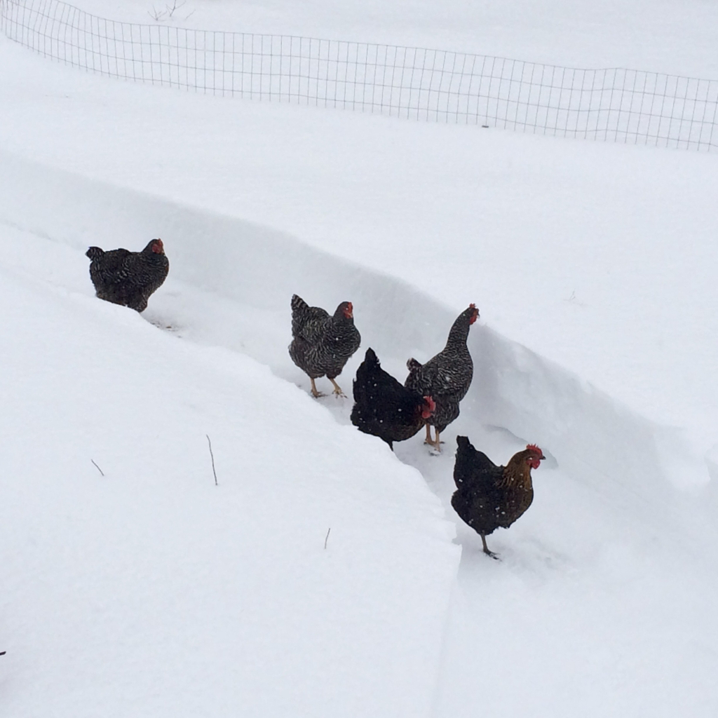 After a big winter storm years ago, a channel has been cut in deep snow with chickens walking through, one has it’s neck stretched out so it can look over the wall to see what’s what.