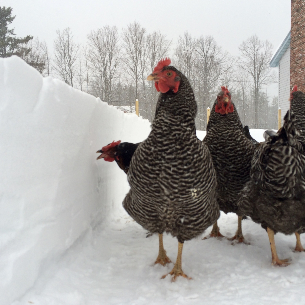 low camera angle in a deep snow channel as chickens walk towards it, They look around in varying degrees of chicken-ness, one appears to be in the process of pecking at the snow sidewall.