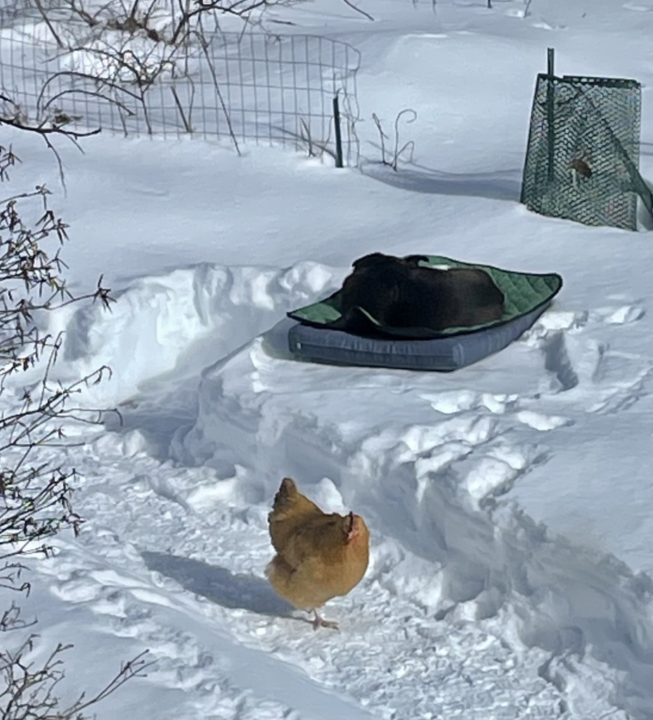 When you wonder if the guard dog is really protecting the flock. A dog is sleeping on a dog bed arrangement on top of deep snow, there’s cleared path to the bed which branches off from the main path where we see an orange chicken standing on one leg and seemingly looking around not sure what to do next. 