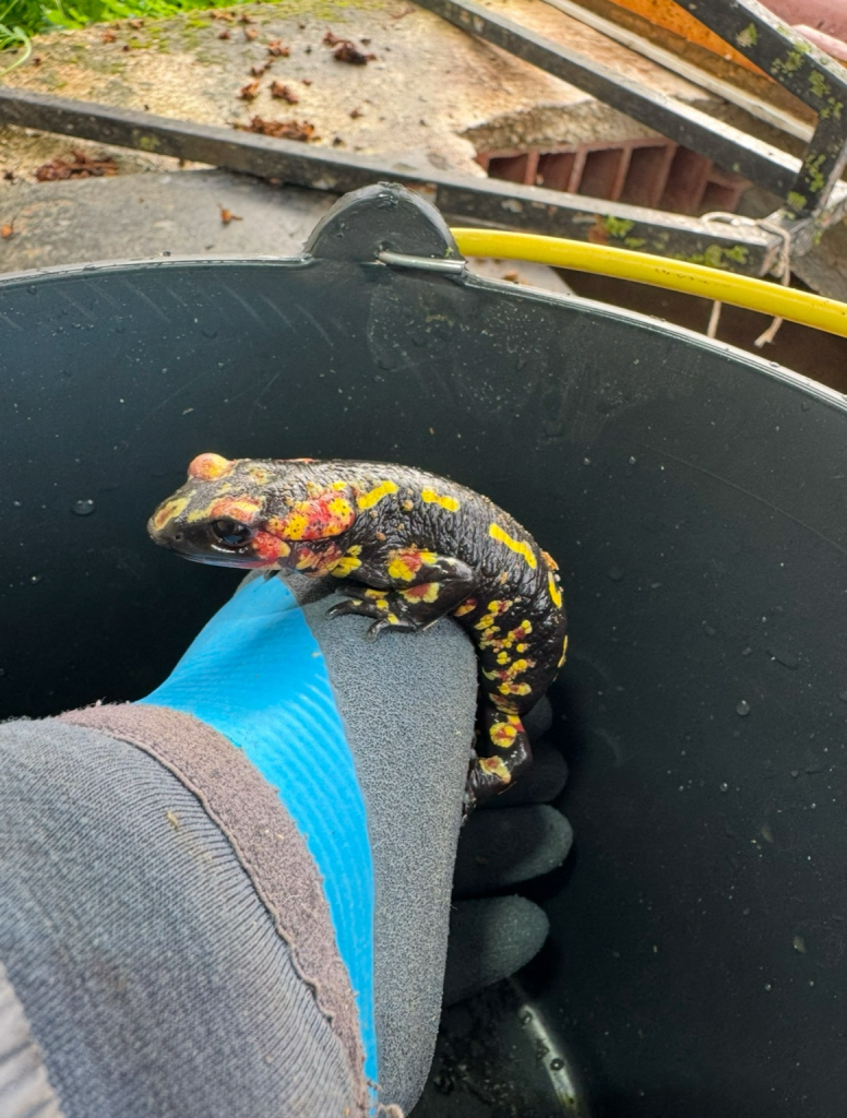 A dark eyed Fire Salamander with a black, bright yellow and orange-red body stands on top of hand fitted with a gardening glove. 