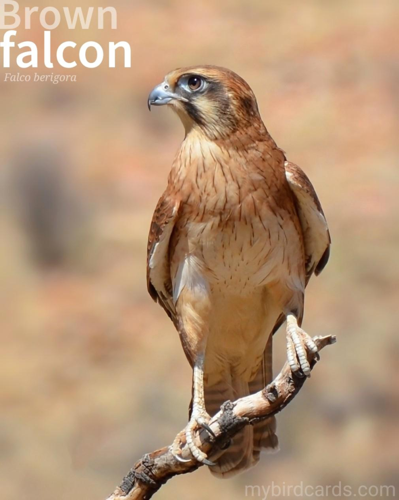 🌏 Brown falcon (Falco berigora) 

The Brown falcon is a medium-sized bird of prey with a brown back and a paler underside. It is found in open woodlands, grasslands, and heathlands across Australia and New Guinea. It is a skilled hunter, preying on small mammals, birds, and reptiles. 1.5 Flash (Edited) 

Conservation status: Least Concern (IUCN 3.1) 

 📷: Photo by pen_ash via Pixabay 

LYRG