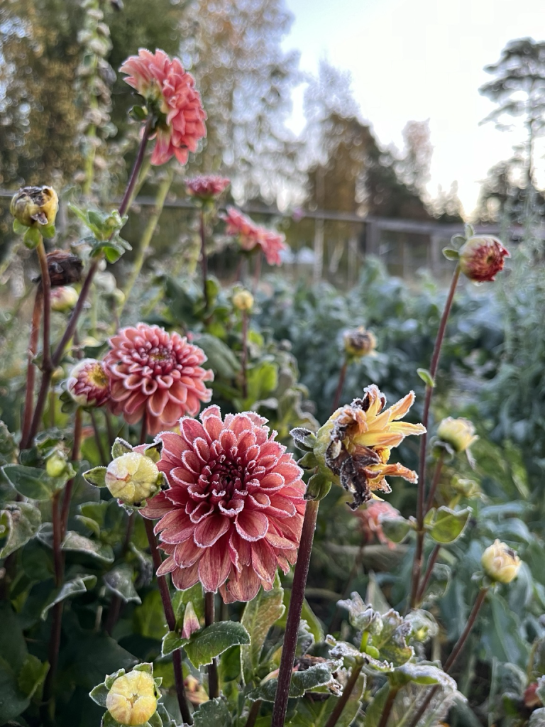 Frosty dahlias