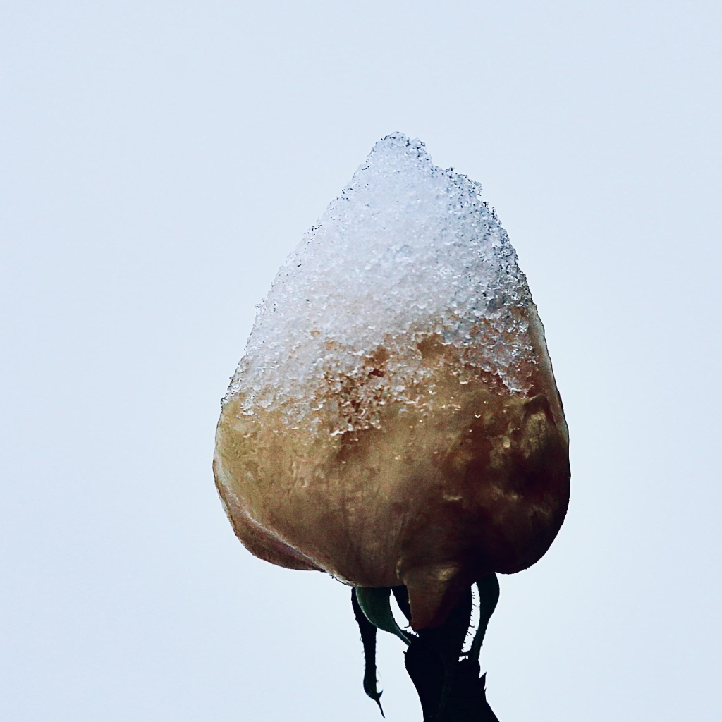 Photo of a frozen Rose with an ice cap on the top. Temperature here in Yorkshire is minus 6