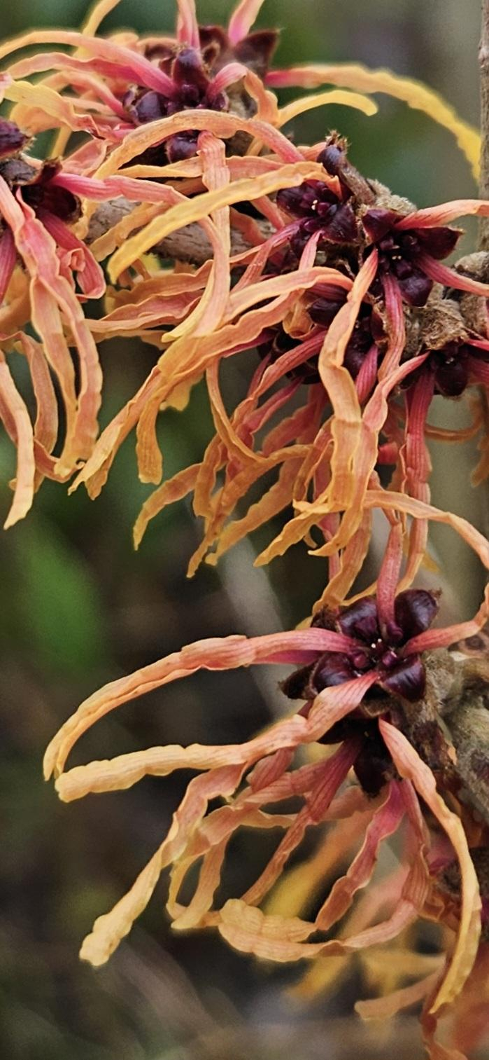 Hamamelis Robert has orange strappy petals infused with a touch of cerise pink. Strong scent on sunny days. They respond very well to pruning.