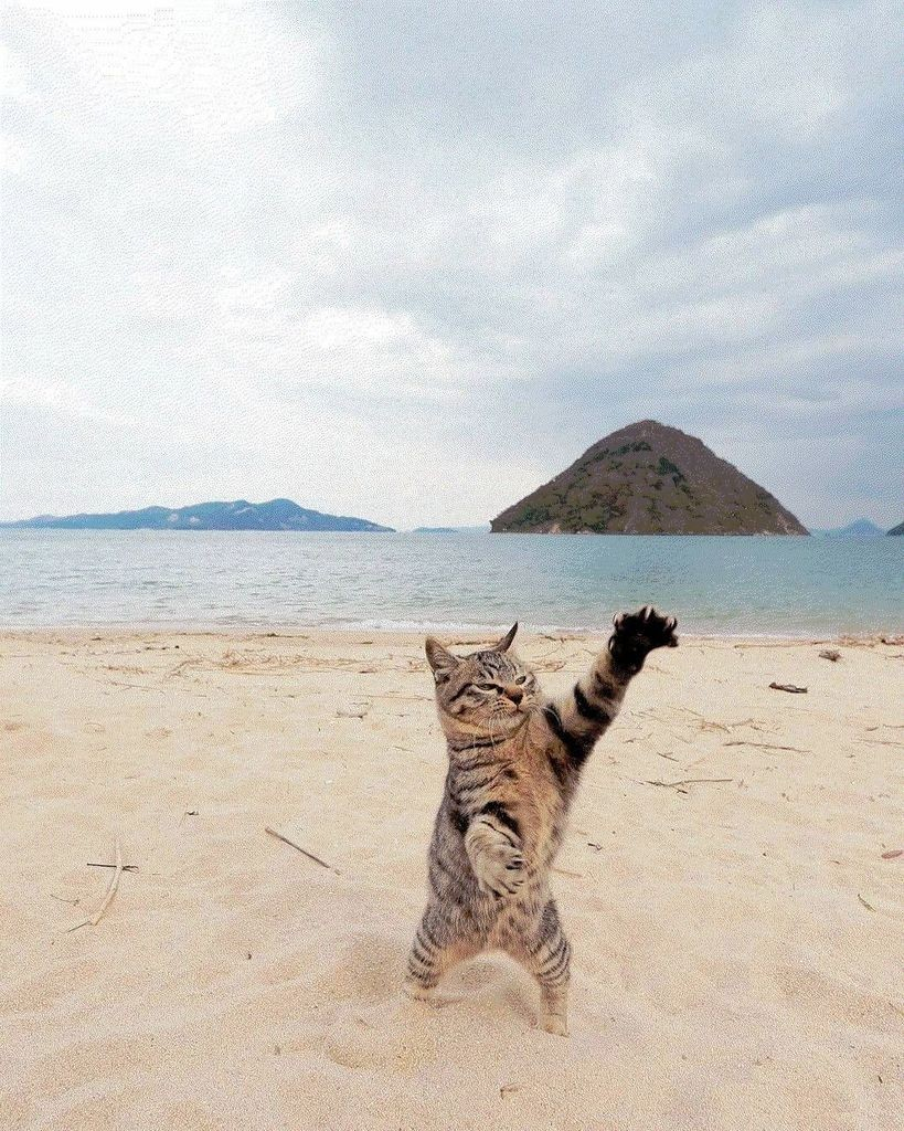 tabby cat standing on its hind legs on a beach, with arms up like it's doing kung fu -- water and islands in the background