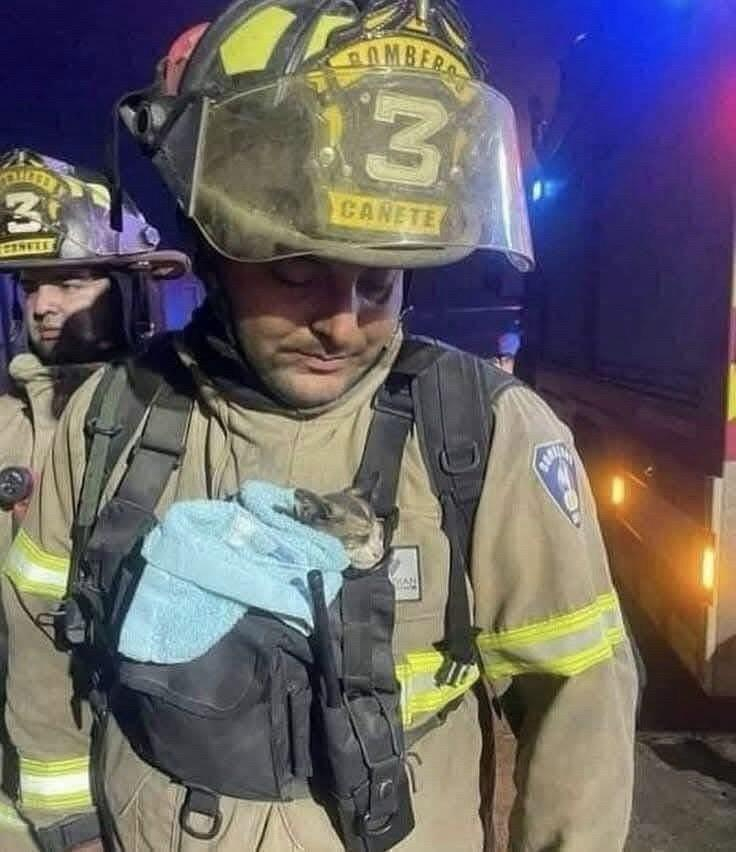 Photo of Mexican firefighter in full turnout at the scene of the fires. He's gazing down at a small kitten wrapped in a light blue towel poking its head out of his gear bag against his chest