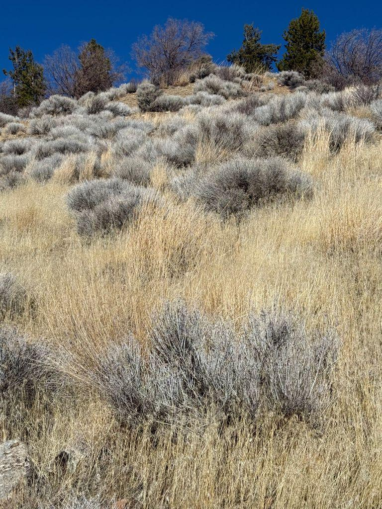 Looking up on the hillside. The hill is covered with yellow grasses and silvery green sagebrushes. Trees on top, against very blue sky.