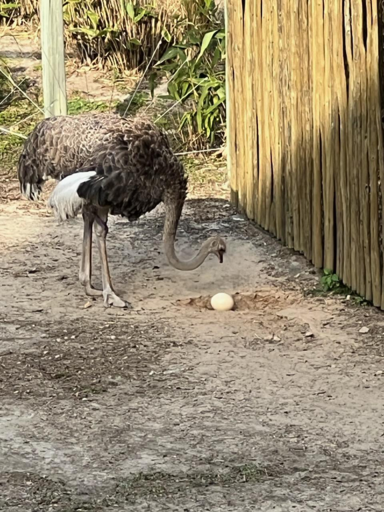 Ostrich examining an egg she just laid. 