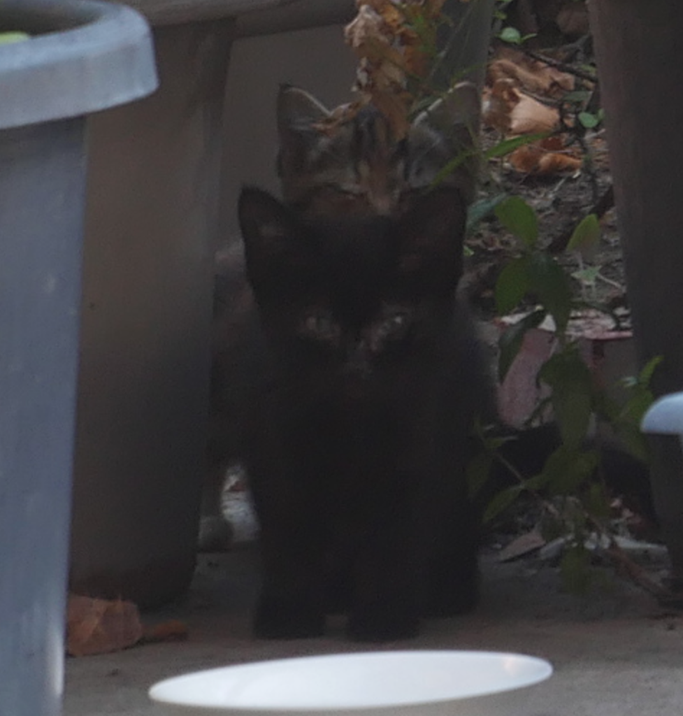 Two tiny kittens looking at me with suspicion