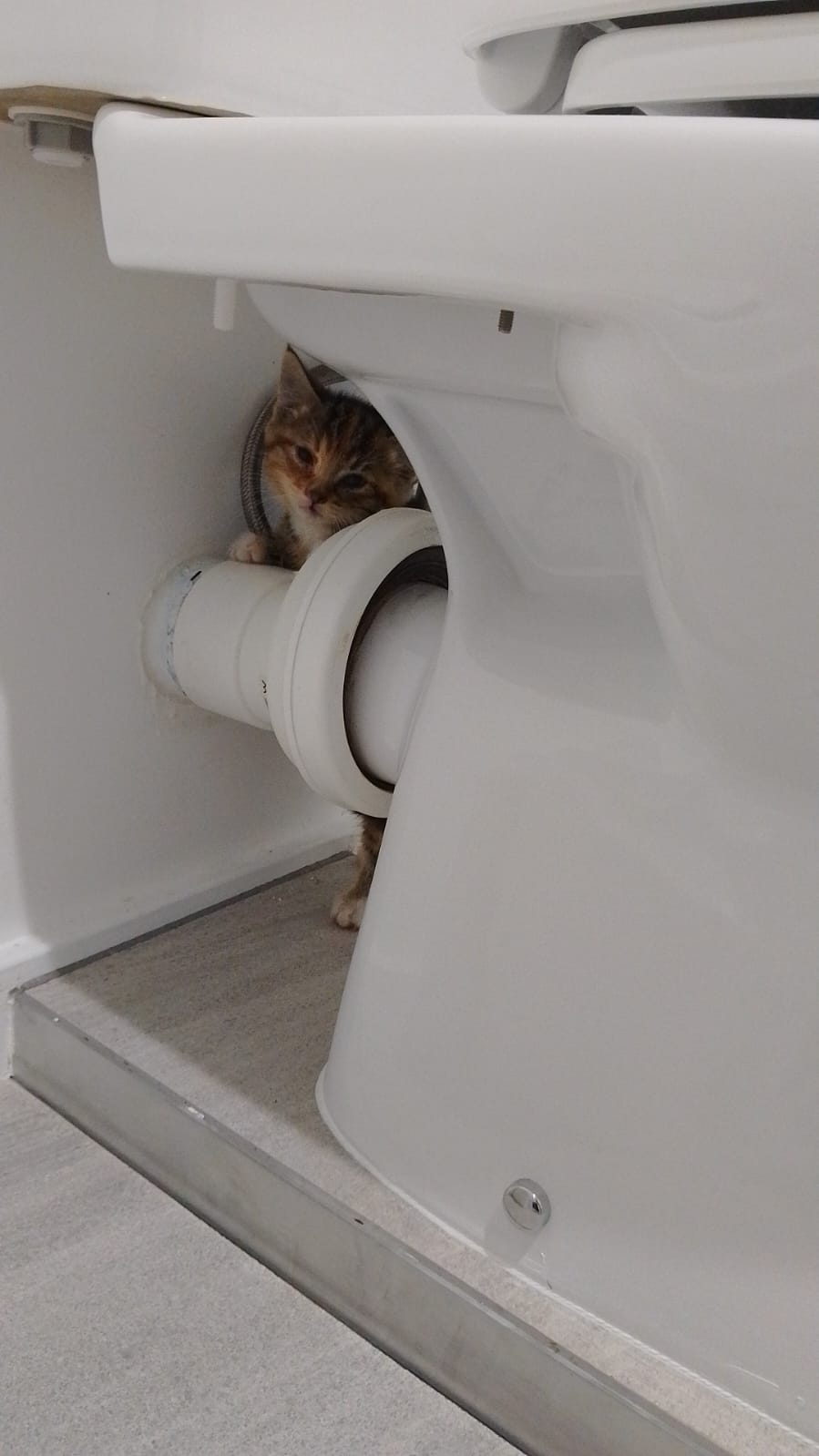 A tiny tabby kitten is hiding behind a toilet