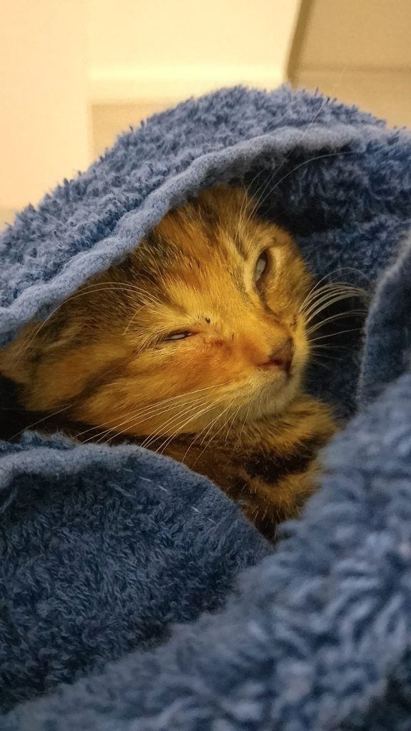 A baby tabby kitten snuggled in a blue towel