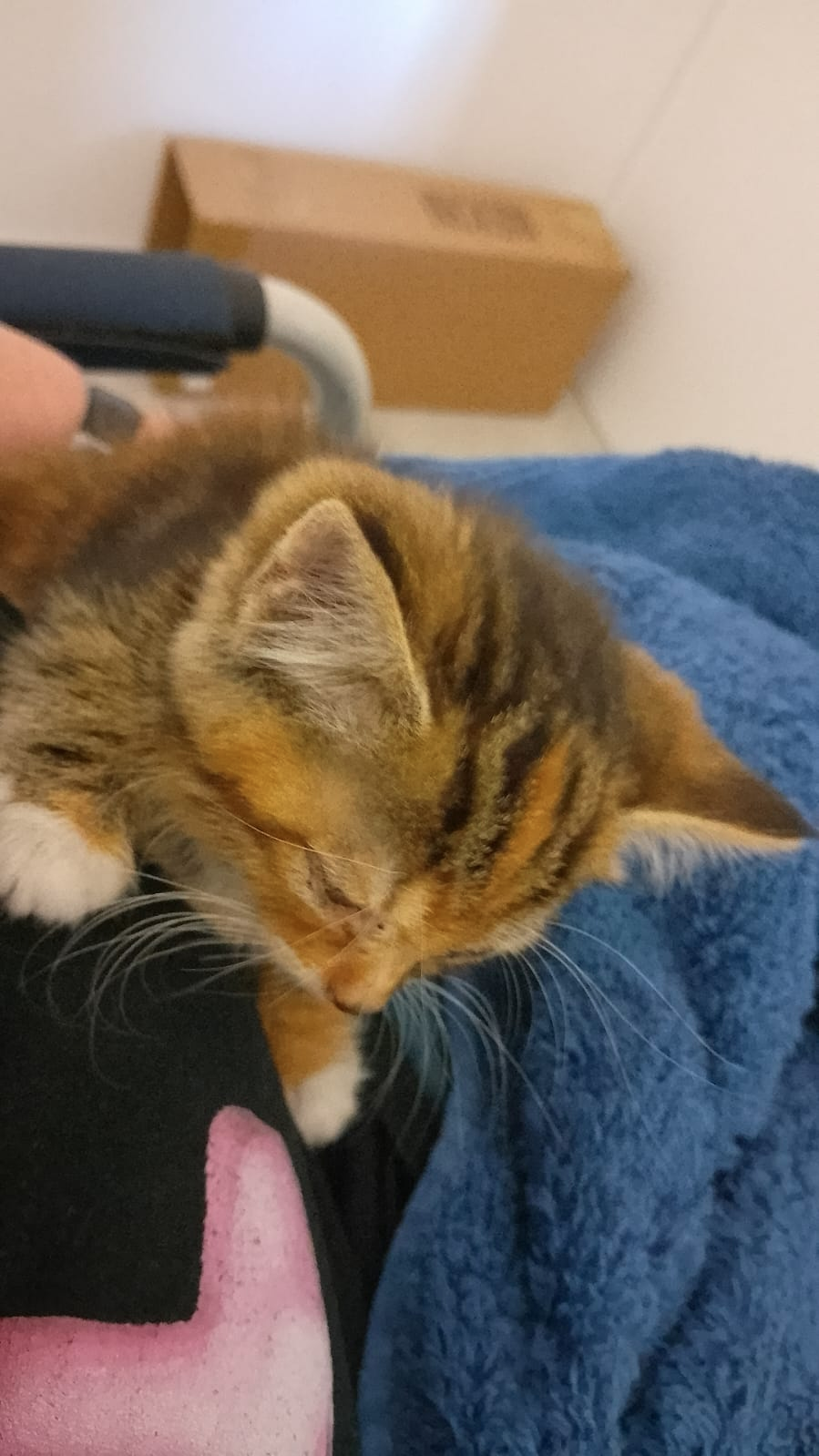 A baby tabby kitten being held in a lap for the first time, it's a bit scary for the baby.