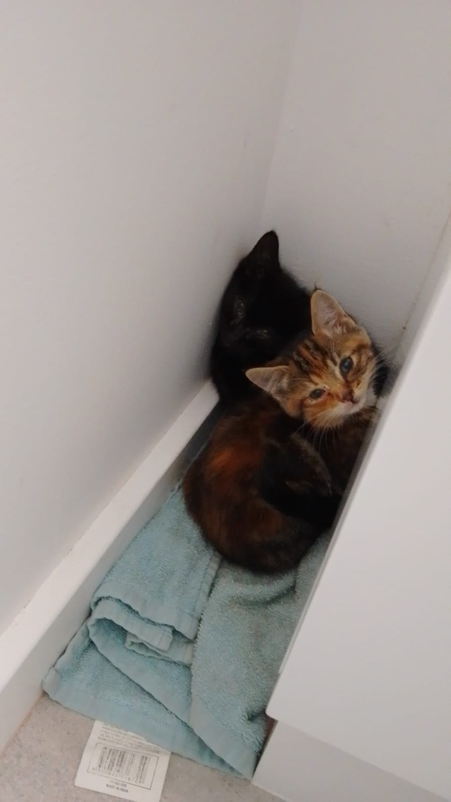 A tabby kitten is curled up in a corner between the wall and a vanity, on a blue handtowel. Its all black sibling is curled up behind it in the corner. Both looking at the camera with concern.  They are very small, around 5 weeks old at most.