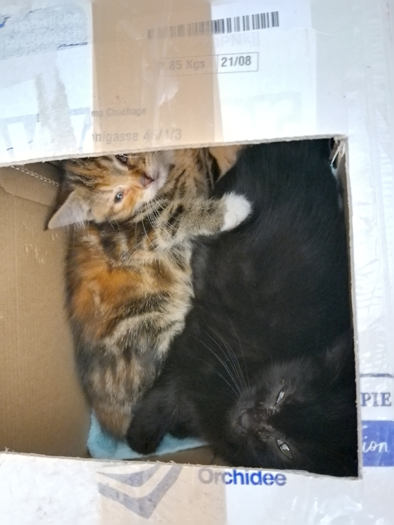 A tiny tabby kitten and a black kitten are curled up in a box, looking up at the camera. 