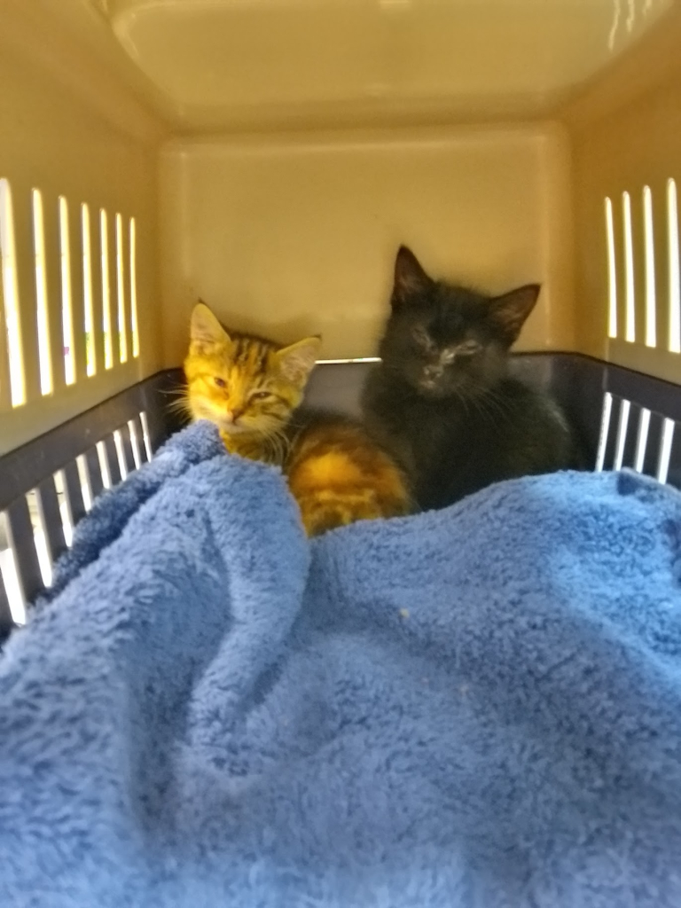 A tiny tabby kitten and a tiny black kitten sit at the back of a carry cage, with a blue towel in the foreground. They are both looking sleepy.