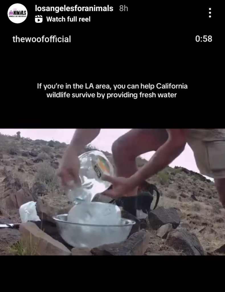 Screenshot of Instagram post Los Angeles for animals saying if you're in LA area you can help California Wildlife survived by providing fresh water, and a photo of a guy pouring freshwater in a metal bowl in the desert