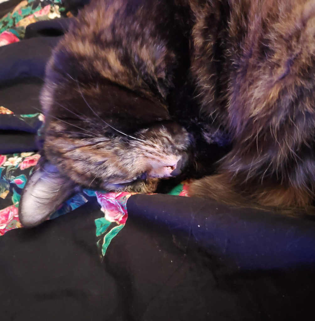 Minerva, a tortoiseshell cat, curled up with her head planted firmly against the blanket she's sleeping on.