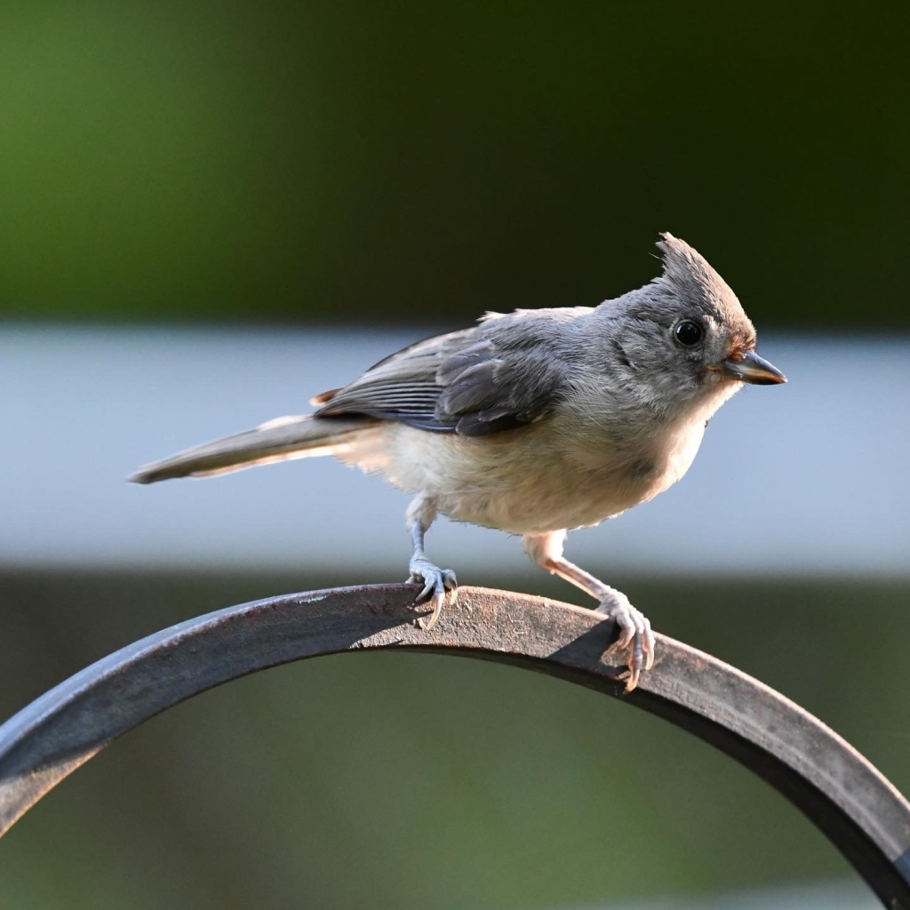 The tuffted titmouse is a common year round resident in New England. It has a short pointed bill and black eye. It’s soft grey on top with a crest and buff underneath. 