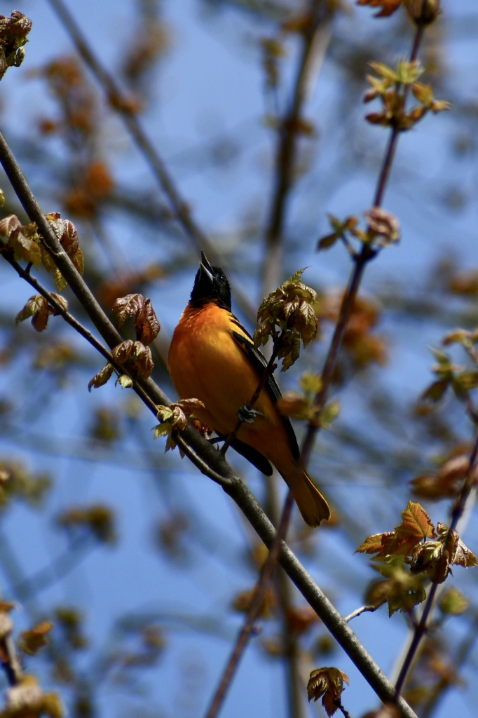 The northern oriole is a seasonal migrant to Connecticut. Its bright orange breast and tail contrasts with a black head and wings. It has a very clear toned melodic song. In this photo it is sitting among reddish green young maple leaves with its bill open singing. A blue sky is behind the branches.  