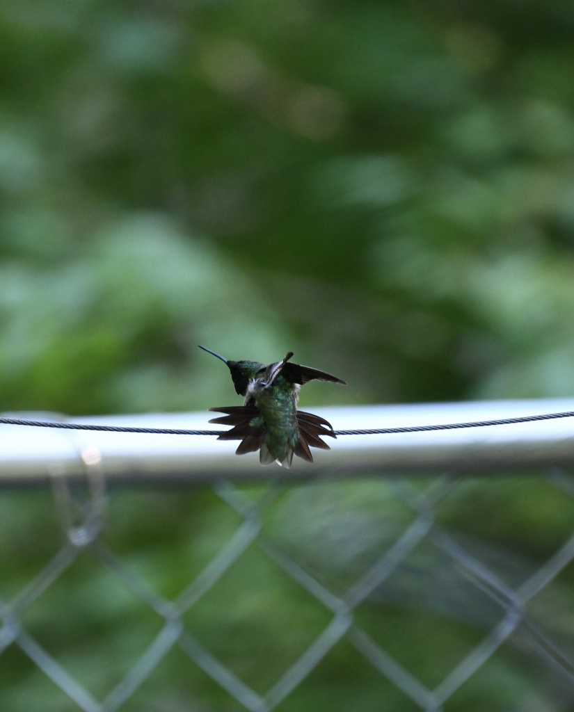 Rudy throated humming birds are hilarious to watch. This one sits on a wire and spreads out its tail while reaching back to scratch under a wing. It’s hard to tell this is a bird since it looks like a spiky bundle of metallic green feathers. 