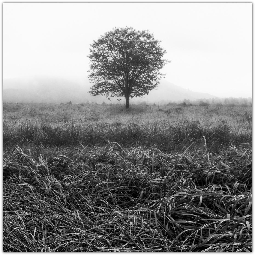 Schwarzweißfoto. Einzelner Baum auf einer Wiese. Im Hintergrund Hügel die im Nebel schemenhaft zur erkennen sind. Im Vordergrund hohes Gras, durch die Perspektive sehr dominant im Bild.