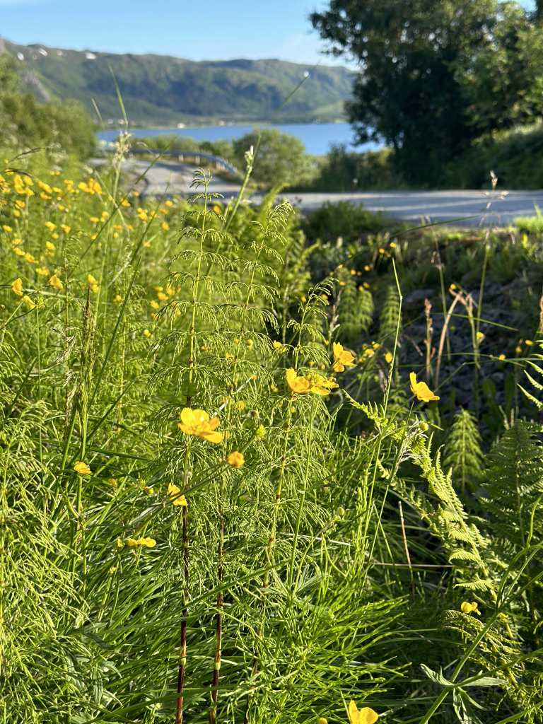 Wildflowers and ferns over the lake at Bøstad, #Lofoten, with clear blue skies reflected in the water in the distance