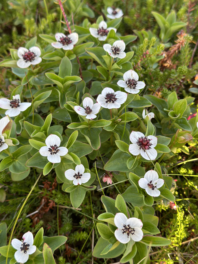 Artic flowers, white with a red and black centre, four petals and a lime green waxy foliage