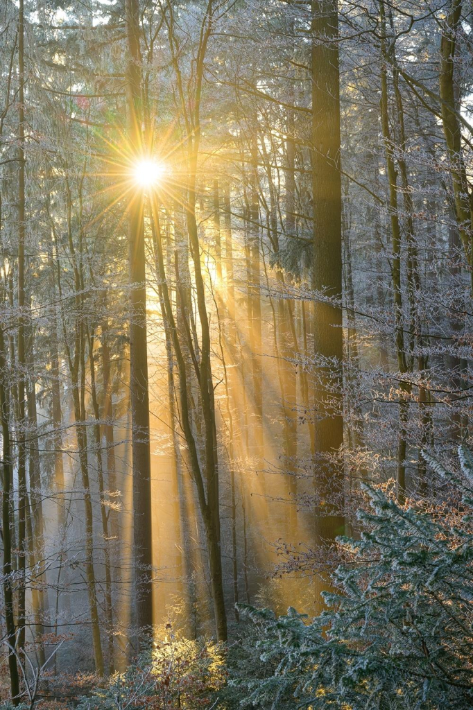 Zu sehen ist ein Waldbild mit warmen Sonnenstrahlen im Nebel und Bäumen