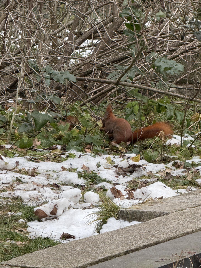 Eichhörnchen 