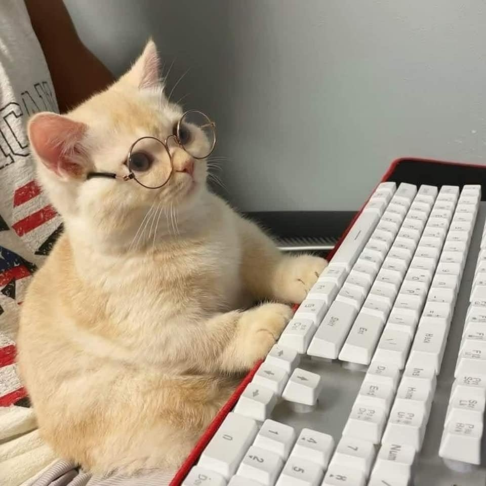 cute kitten wearing round glasses sitting in front of a computer keyboard, as though it's writing