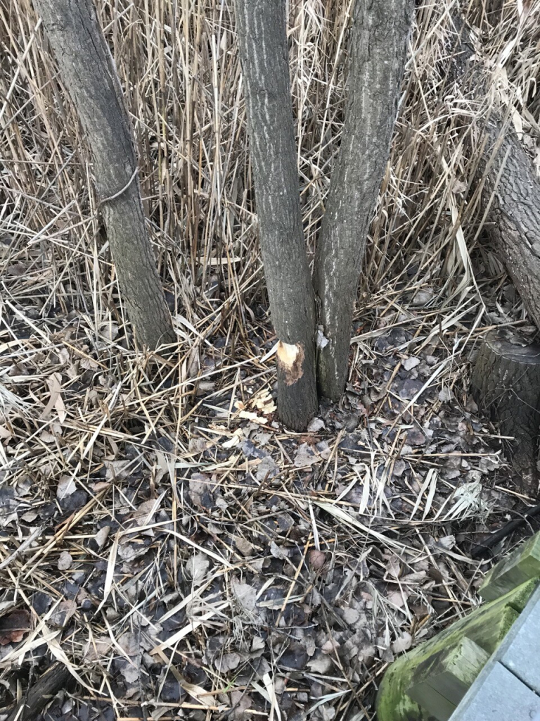 A beaver-chewed tree.