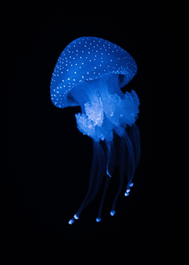 A blue jellyfish on the black background