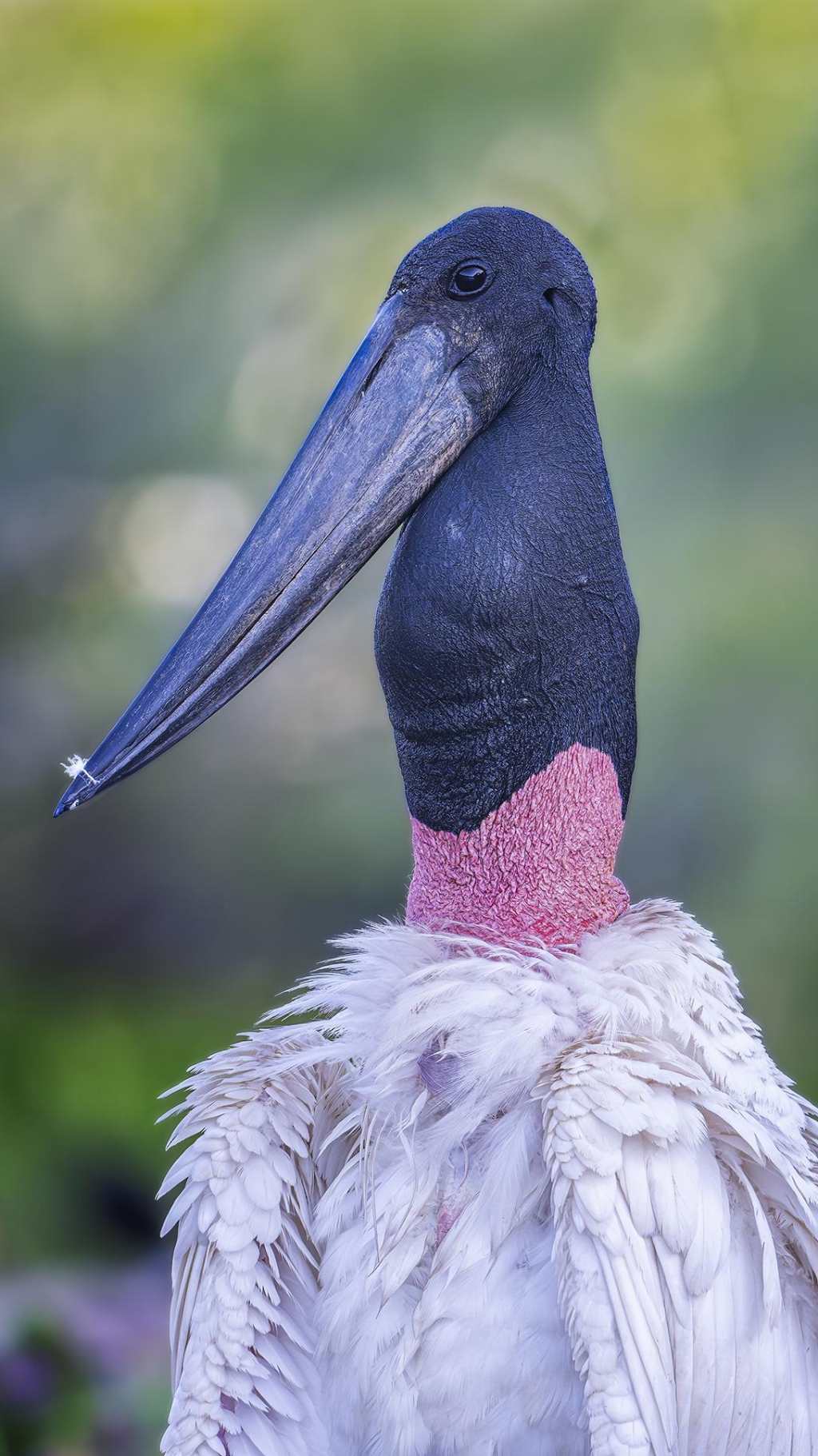 A jabiru stork portrait with a feather stuck in its beak. Caught in the act of preening! Photographed in the Pantanal of Brazil. 

https://joan-carroll.pixels.com/featured/jabiru-stork-portrait-pantanal-brazil-joan-carroll.html

#stork #jabiru #bird #birdphotography #wildlife #wildlifephotography #pantanal #brazil #bokah #animal #nature #southamerica #AYearForArt #buyIntoArt #giftideas #wallart #artforsale @joancarroll 