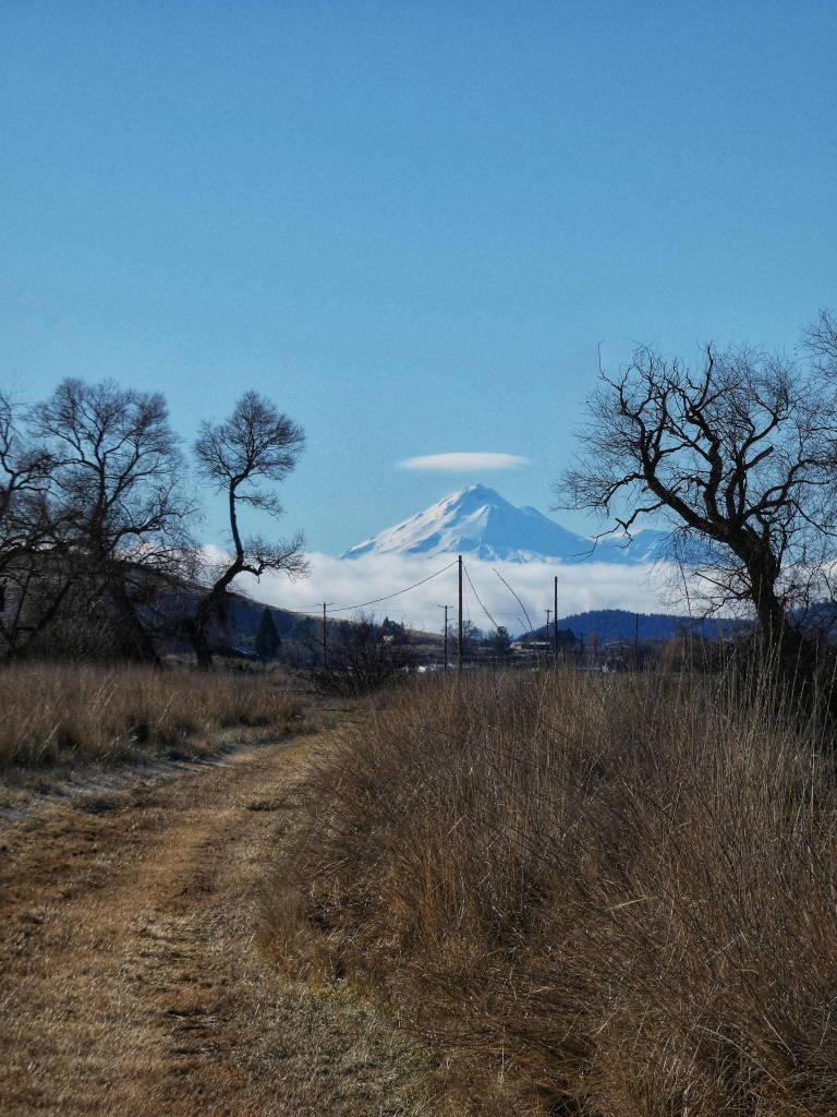 Vertical photo of a sunny, sere, but sodden and tamped, footpath banked on either side by dried grasses and the dark gold rushes of the adjacent marsh. The trail curves away from us to our left then wends towards center and the horizon, which reveals a majestic, snowy mountain muffled around the base by a thick white boa cloud and topped with a white halo--a small cap cloud just over the central peak. The sky is a cold, pale, fuzzy winter blue and, near the center of the photo, where the path disappears into horizon, the shadowy dendrites of white oak and willow lean in from the edges of the path like a quiet festival.