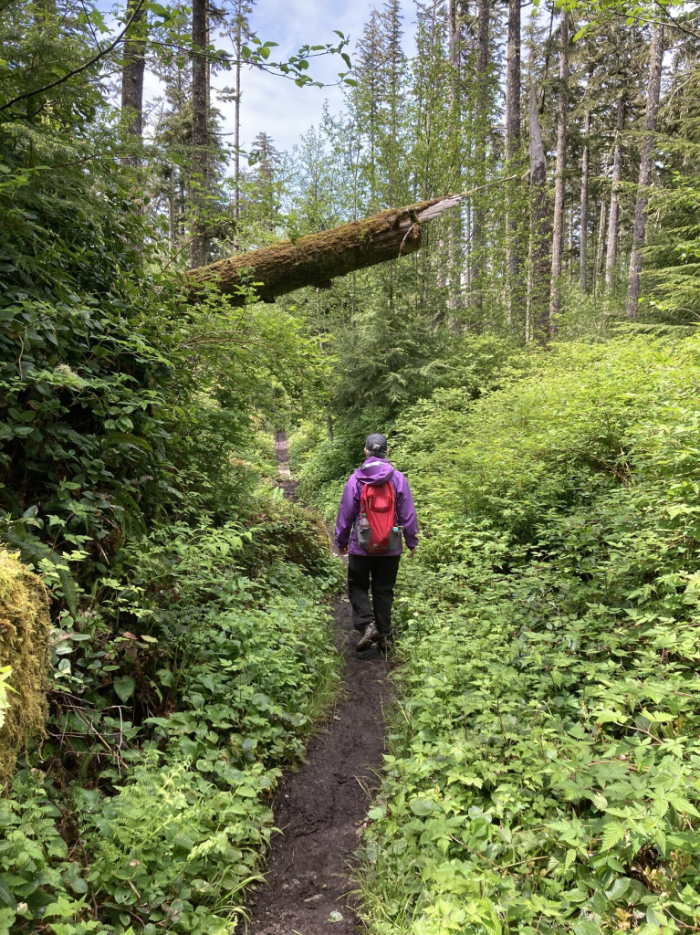 A lady in purple walks a narrow path as is surrounded by dense green bush. A large tree trunk, broken, juts over trail