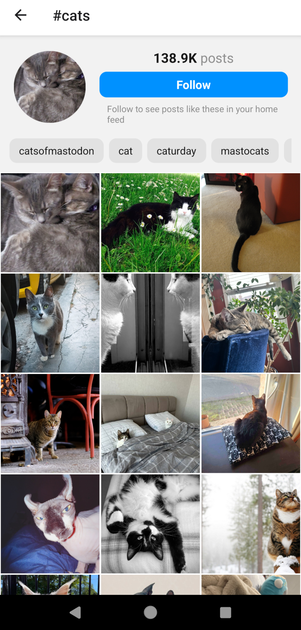 Screenshot showing 138,900 cat photos on Pixelfed