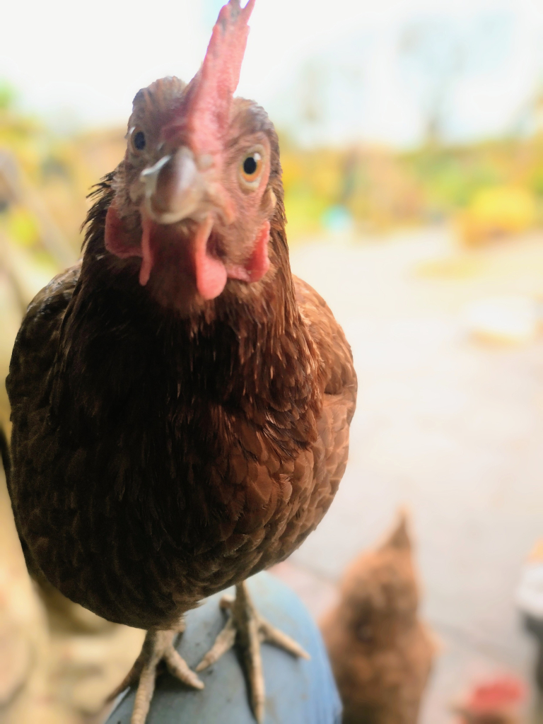 A photograph of a chicken.

This is red, a brown hen in my back garden flock. She's sitting on my lap, looking straight at the camera so that her comb is pictured straight-on. Her head is slightly tilted, giving her a quizzical air.

The background is blurred, but a couple of chickens can be seen pecking around my feet.