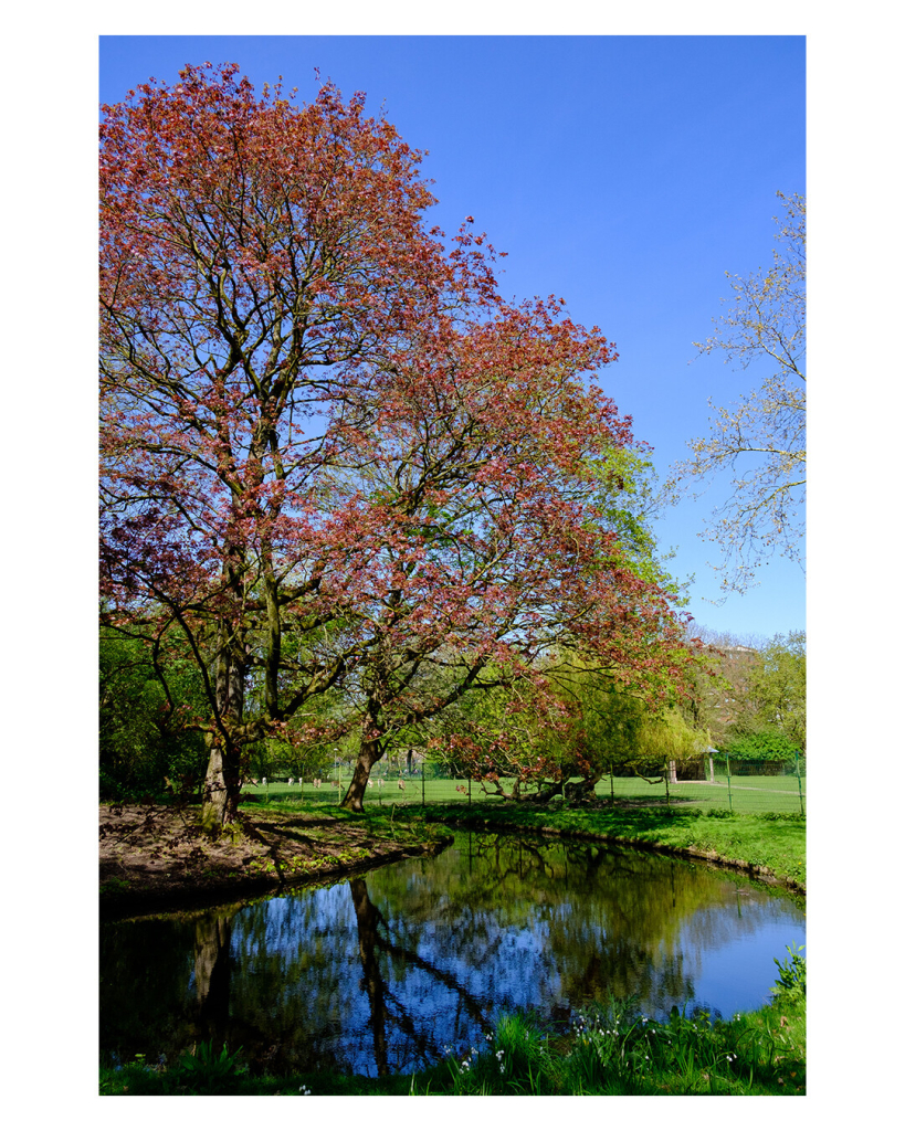 Ein Park im Frühling, ein breiter Bach läuft in einem Bogen von links unten durchs Bild. Am rechten Ufer ist grüne Wiese, hinter einem Zaun ist Rotwild. Am linken Ufer steht ein hoher Baum mit roten Blättern. Dieser spiegelt sich im Wasser wieder. 