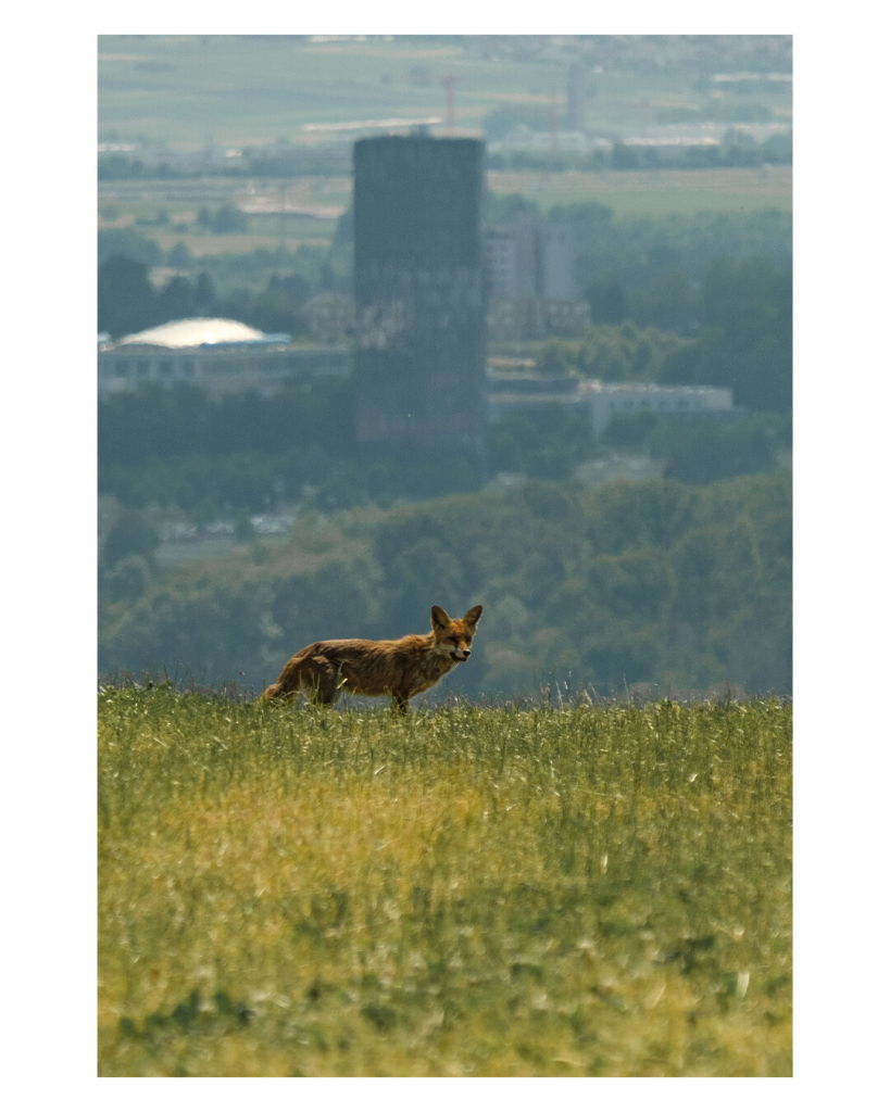 Hochkantes Tele-Foto. Ein Fuchs steht auf einer Wiese an einem Abhang. Vor ihm ist die Wiese, teils unscharf, hinter ihm ist leicht unscharf das Tal mit Häusern. Ein Hochhaus steht ungefähr auf gleicher Ebene wie der Fuchs und ist im Bild genau über ihm. 