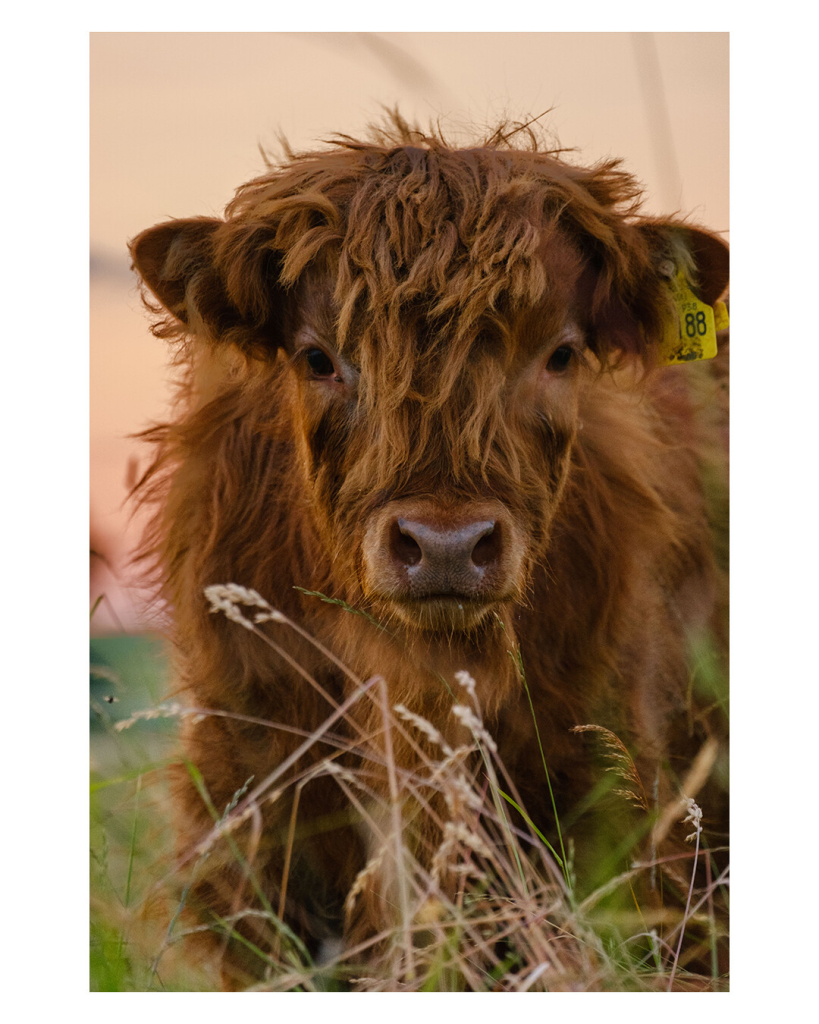 Ein braunes Kalb mit langem lockigen Fell schaut direkt in die Kamera. Am Ohr hat es eine gelbe Markierung. Vor dem Kalb sind braune Grashalme. 