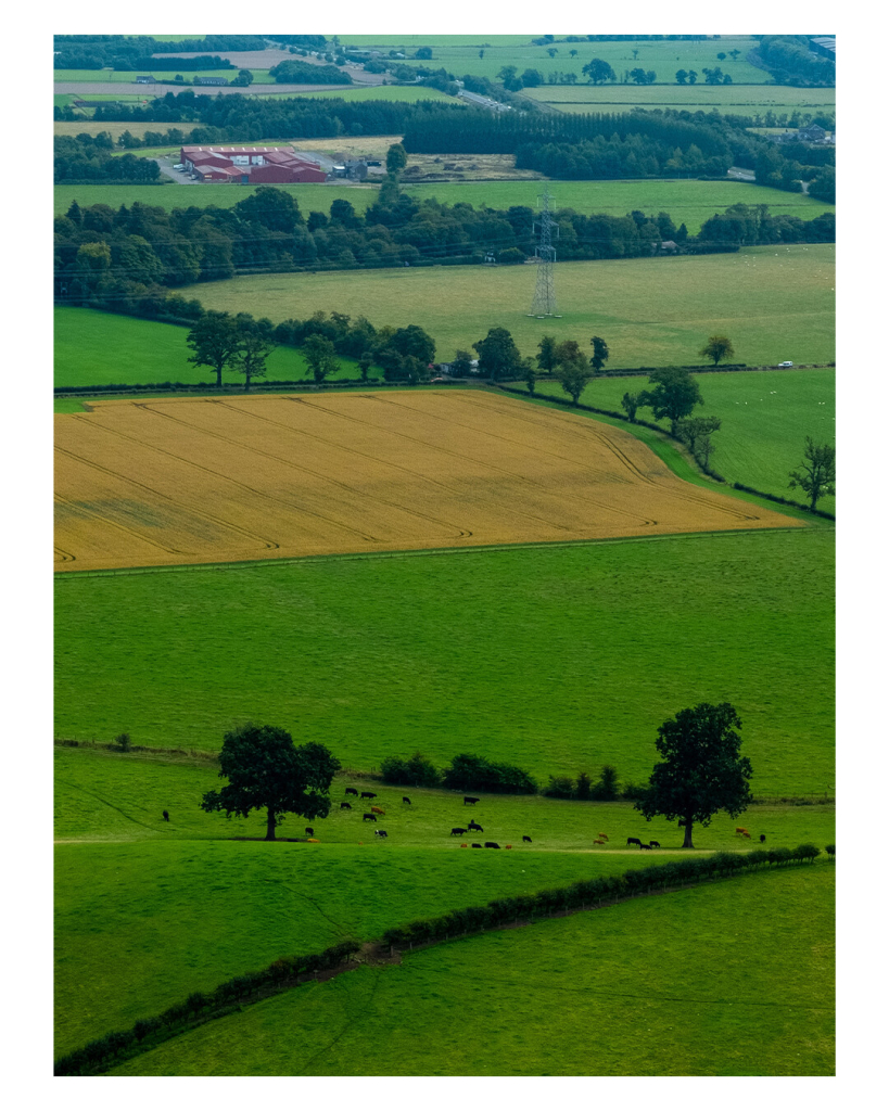 Hochkantes Foto, Blick von oben über Felder und Wiesen. Von der linken unteren Ecke des Fotos geht eine Hecke diagonal nach rechts, dahinter stehen mehrere Kühe. Zwischen den Feldern sind immer wieder Büsche und Bäume, relativ mittig ist ein gelbes Kornfeld. 