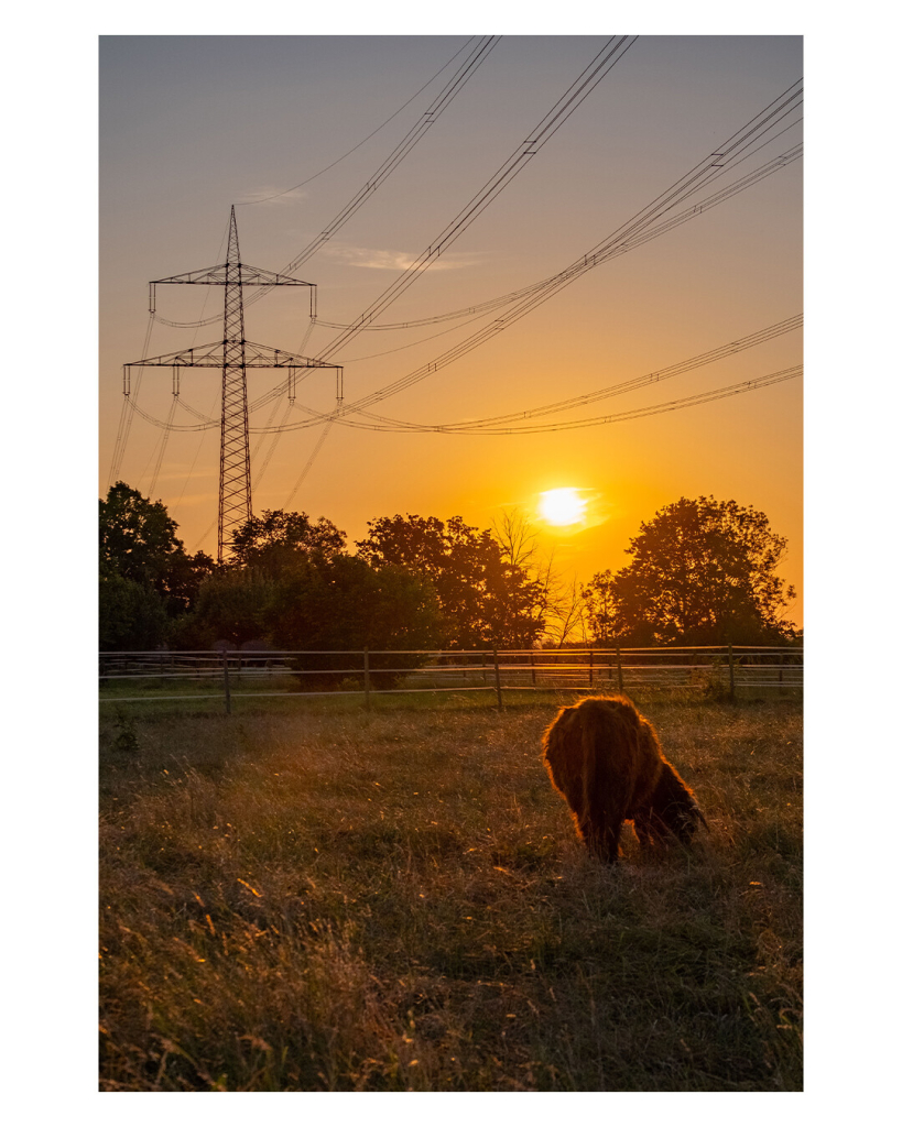 Hochkantes Foto, eine Kuh grast auf einer Wiese im Sonnenuntergang. Der Himmel ist goldgelb, am Horizont stehen Bäume, über der Wiese sind Stromleitungen, die zu einem Hochspannungsmasten führen. 