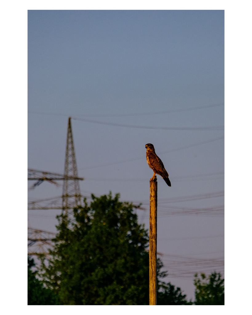 Hochkantes Foto, ein Mäusebussard sitzt auf einem Holzpfosten und hält Ausschau. Im Hintergrund sind Bäume und Hochspannungsmasten, leicht unscharf. 