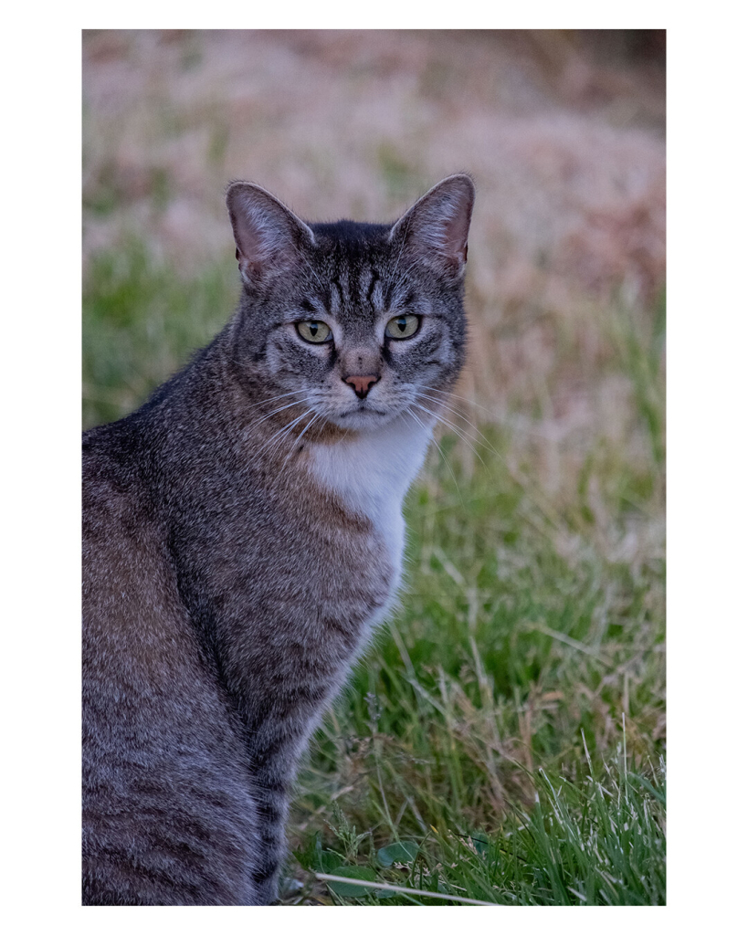 Hochkantes Foto. Eine graue Katze mit weißer Brust sitzt auf einer Wiese und schaut nach rechts direkt in die Kamera. Der Hintergrund ist leicht unscharf. 