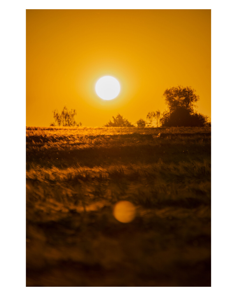 Hochkantes Foto, ein Kornfeld im Sonnenuntergang. Der Himmel ist goldgelb, die Sonne steht knapp über dem Horizont. Das Feld ist in goldgelbe Farbe getaucht. Unten im Bild ist eine Reflexion der Sonne auf der Linse. Die Hitze bringt alles etwas zum flimmern. 