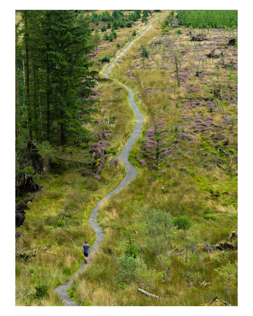 Foto im Hochkantformat. Eine Graslandschaft, von unten nach oben verläuft ein geschwungener Pfad. Relativ unten im Bild läuft eine einzelne Person von der Kamera weg. Links vom Pfad sind hohe Nadelbäume. 