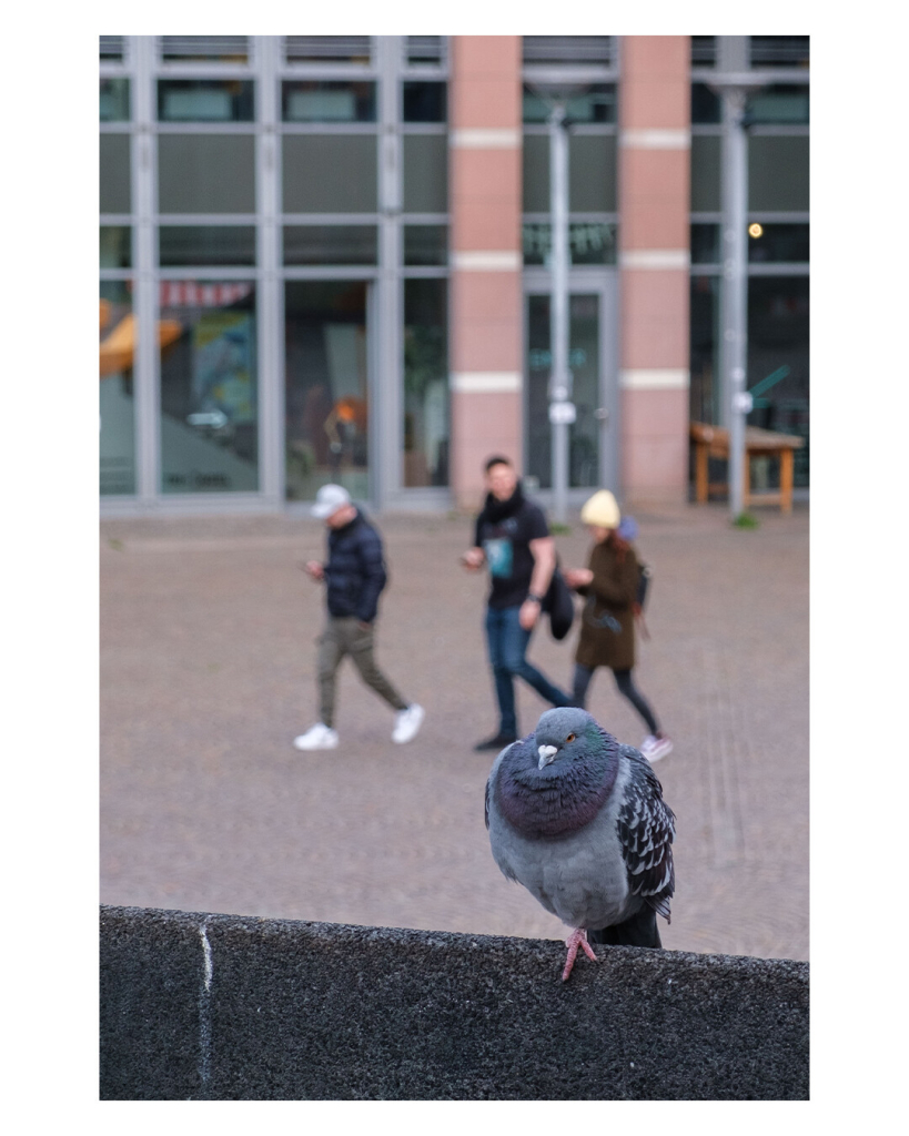 Hochkantes Foto. Eine Taube sitzt mit einem Bein auf einem Geländer. Im Hintergrund laufen leicht unscharf drei Leute durchs Bild, die alle mit ihren mobilen Endgeräten beschäftigt sind. 