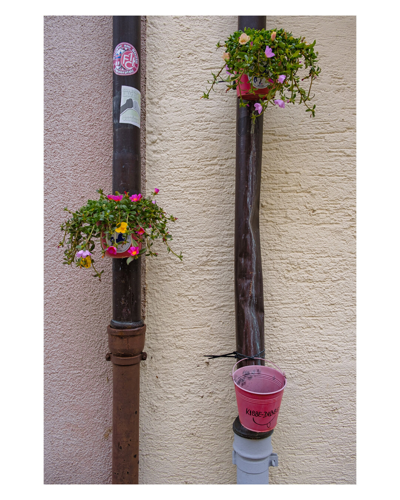 Foto im Hochformat. Zwei Regenrohre an einer Hauswand verlaufen parallel von oben nach unten durchs Bild. An beiden ist auf unterschiedlicher Höhe jeweils ein Blumentopf mit Blumen drin montiert. Am rechten Rohr ist außerdem ein kleiner Eimer, auf dem Kibbe Dibbe steht. Passanten sollen hier wohl ihre Zigarettenkippen reinwerfen. 