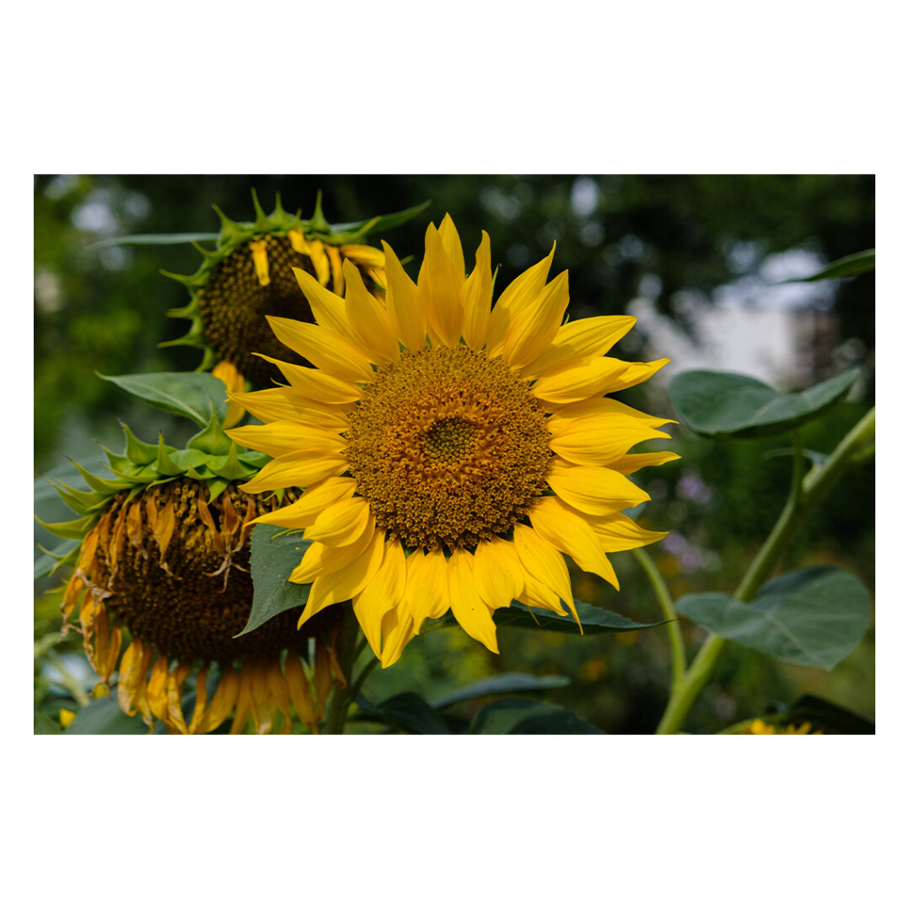 Foto im Querformat. Eine Sonnenblume mit weit geöffneten Blättern. Im Hintergrund sind zwei Sonnenblumen mit herab hängenden Blättern. 