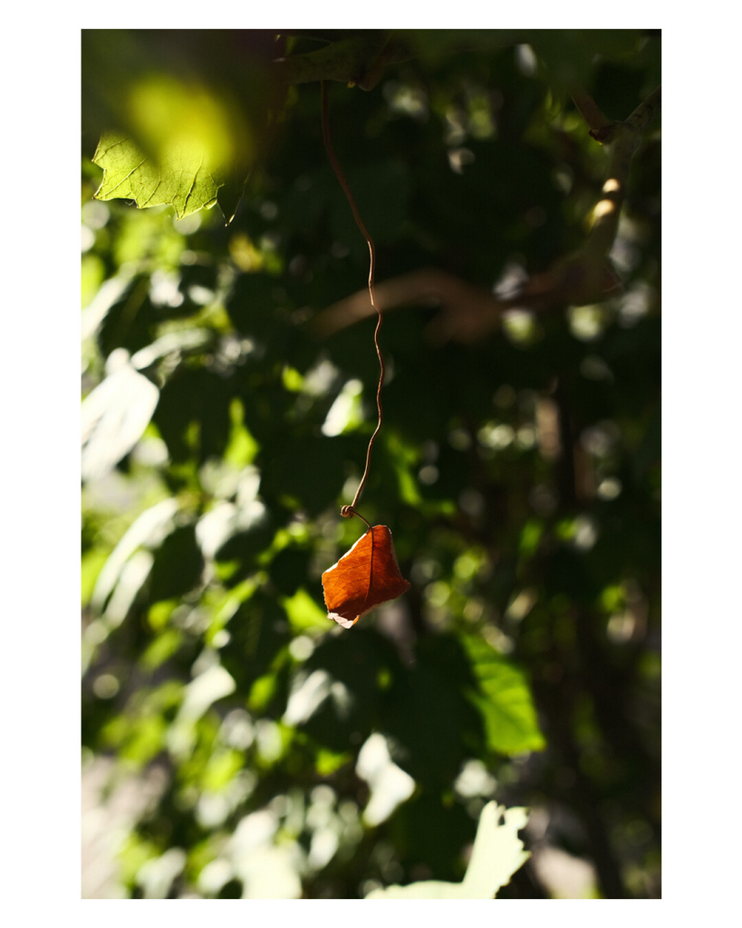 Foto im Hochformat. Grünes Blattwerk füllt das Bild aus. Von oben aus der Mitte ist ein einzelner dünner Zweig, an dem ein einzelnes braunes Blatt hängt. Dieses Blatt ist scharf, die grünen Blätter außen rum sind unscharf in verschiedenen Abstufungen. 